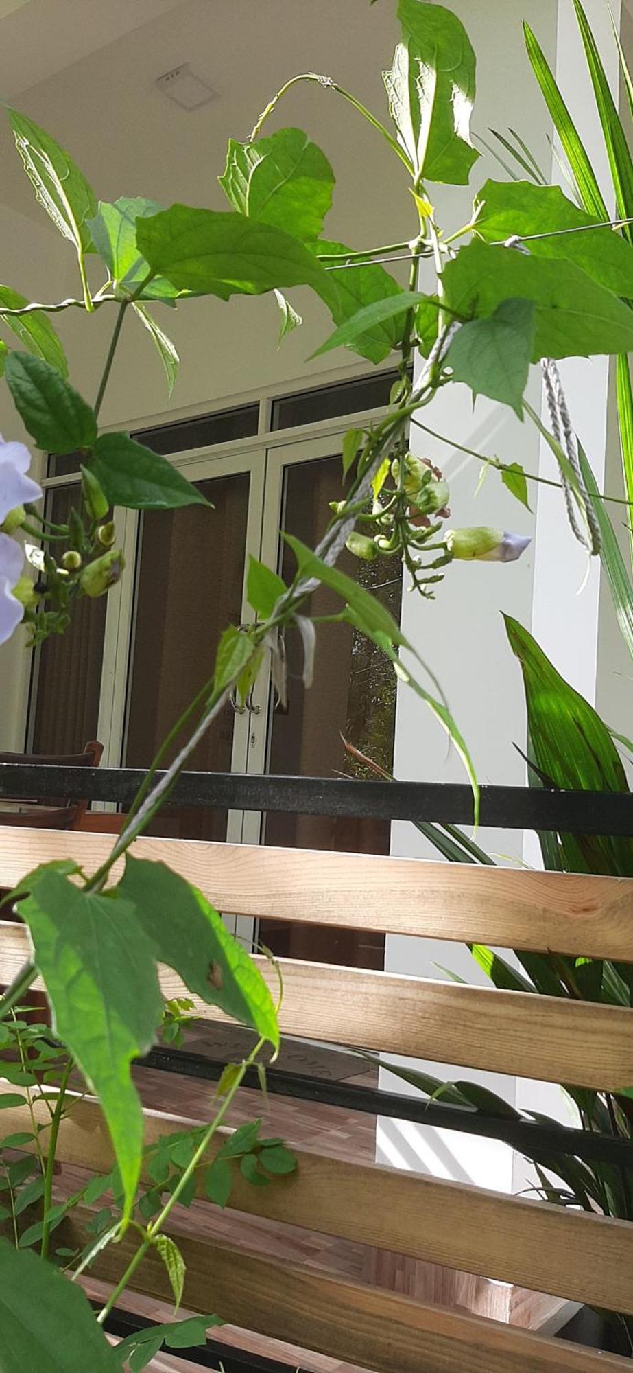 Dhanudi Homestay Ella Exterior foto